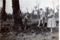 Clearing trees by hand to grow potatoes